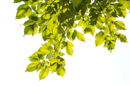 Green leaves, sunlight, reflection isolated on White Background. Creative tropical green leaves layout. Nature spring concept and Summer.の写真素材
