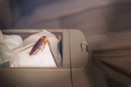 Vintage images of cockroaches inside the car. Concept of eliminating cockroaches that are pathogens