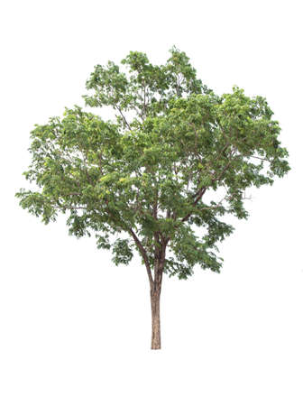 isolated big tree on White Background. tropical trees isolated used for design, advertising and architectureの写真素材