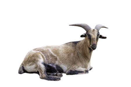 Brown goats lie isolated on White Background. Goat images that are used for graphics or advertisingの写真素材