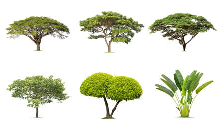 Monkey Pod, Tako, Banana. Tree isolated on white background. The collection of Monkey Pod trees.の写真素材