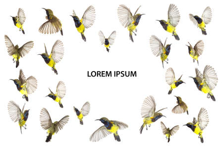 Beautiful flying Bird (Olive-backed Sunbird) isolate on White Background. The Collection flying Bird ,High-resolution bird imagesの写真素材