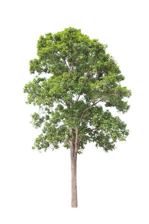 isolated big tree on White Background. tropical trees isolated used for design, advertising and architectureの写真素材