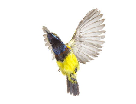 Beautiful flying Bird (Olive-backed Sunbird) isolate on White Background. High-resolution flying bird imagesの写真素材