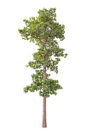 isolated big tree on White Background. tropical trees isolated used for design, advertising and architectureの写真素材