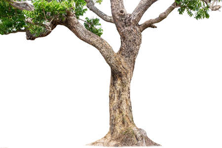 isolated big tree on White Background. tropical trees isolated used for design, advertising and...