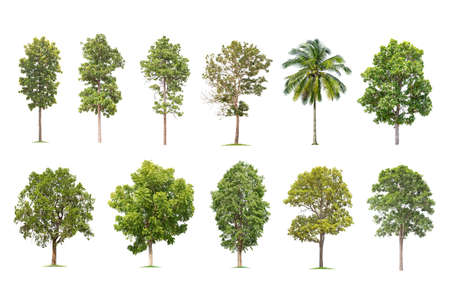 isolated big tree on White Background. The collection of trees. tropical trees isolated used for design, advertising and architectureの写真素材