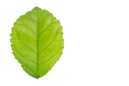 leaf isolated on a white background with clipping path. One of the best isolated leaves that you...