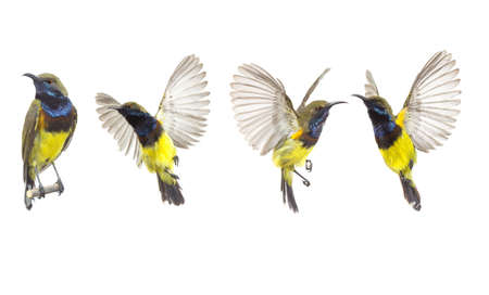 Beautiful flying Bird (Olive-backed Sunbird) isolate on White Background. The Collection flying Bird ,High-resolution bird imagesの写真素材
