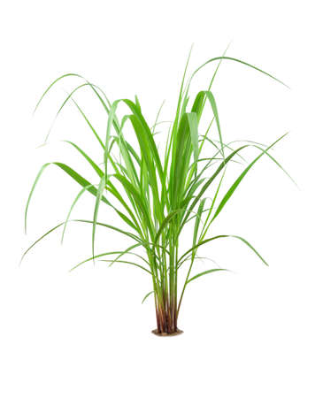 Green Grass Border isolated on white background. ( Paragrass, buffalograss, panicum grass)The grass is native to Thailand is very popular in the front yard.の写真素材