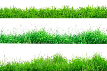 Green Grass Border isolated on white background.The collection of grass.(Manila Grass)The grass is native to Thailand is very popular in the front yard.の写真素材