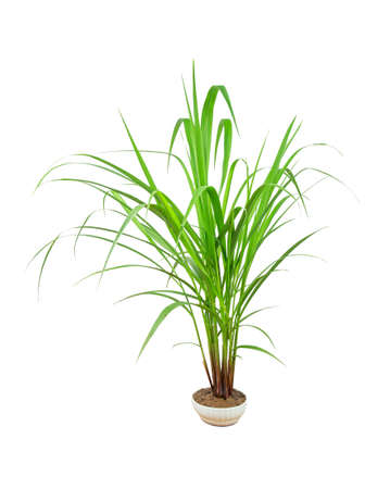 Green Grass Border isolated on white background. ( Paragrass, buffalograss, panicum grass)The grass is native to Thailand is very popular in the front yard.の写真素材