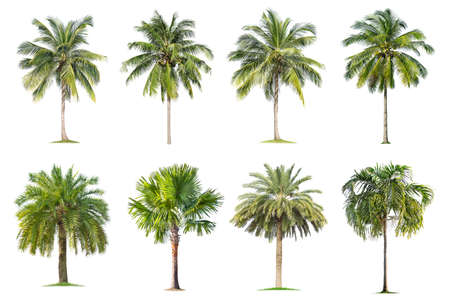 Coconut and palm trees Isolated tree on white background , The collection of trees.Large trees are growing in summer, making the trunk big.の写真素材