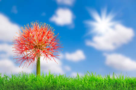 Beautiful red flowers of Blood flower, Powder puff lily, Blood lily (Haemanthus multiflorus (Tratt.) Martyn) on the grassland, blue sky backgroundの写真素材