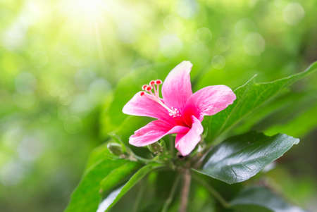 Pink hibiscus flower on a green background. In the tropical garden. bright large flower of pink hibiscusの写真素材
