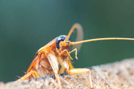 Cockroach on wooden, nature blurred background. Space for text input or advertising work for the...