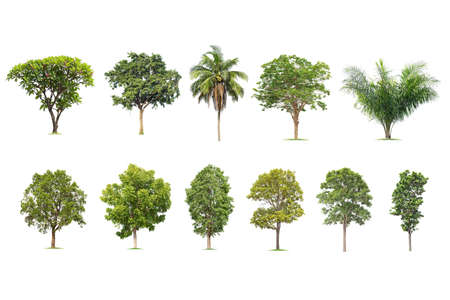 isolated big tree on White Background. The collection of trees. tropical trees isolated used for design, advertising and architectureの写真素材