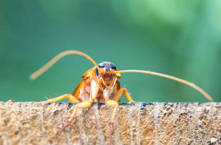 Cockroach on wooden, nature blurred background. Space for text input or advertising work for the cockroach concept that invades the houseの写真素材