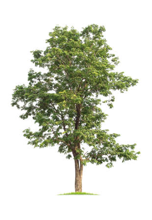 isolated big tree on White Background. tropical trees isolated used for design, advertising and architectureの写真素材