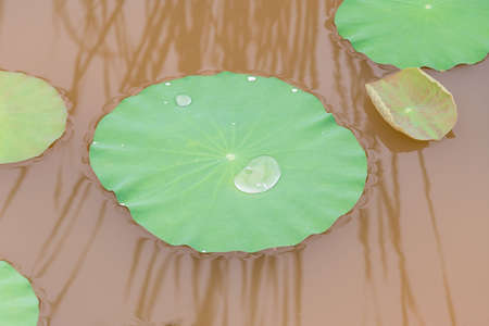 Lotus leaves with drops of water. Oriental garden. Natural exotic background. Dark toning, selective focusの写真素材