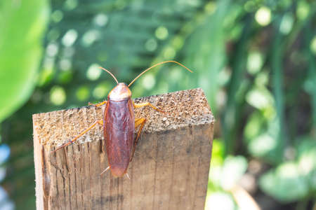 Cockroach on wooden, nature blurred background. Space for text input or advertising work for the cockroach concept that invades the houseの写真素材