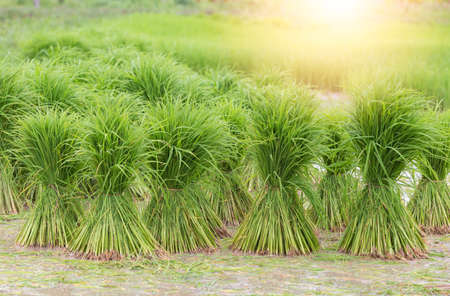 Rice fields, terraces, plantation, farm. An organic asian rice farm and agriculture. Young growing riceの写真素材