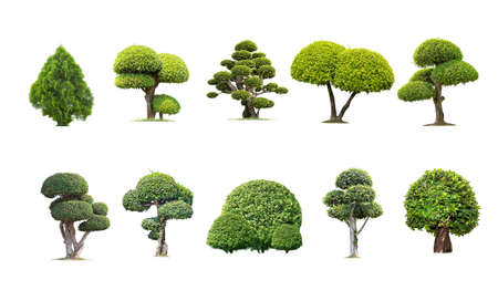 Tako trees bending. Isolated tree on white background , The collection of trees.Tree database Botanical garden organization elements of nature in Thailand,の写真素材