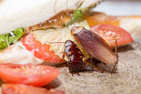 Dead cockroach, The problem in the house because of cockroaches living in the kitchen. Cockroach eating whole wheat bread on  wood cutting board background. Cockroaches are carriers of the disease.の写真素材