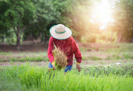 Rice fields, terraces, plantation, farm. An organic asian rice farm.  Farmers grow rice in the rainy season. They were soaked with water and mud to be prepared for planting. Farmer in thailand.の写真素材