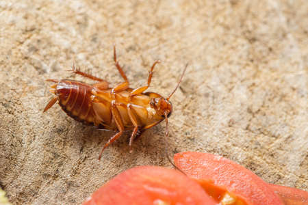Dead cockroach, The problem in the house because of cockroaches living in the kitchen. Cockroach...