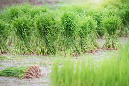 Rice fields, terraces, plantation, farm. An organic asian rice farm and agriculture. Young growing riceの写真素材