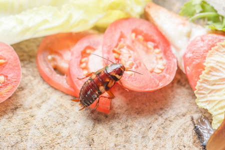 The problem in the house because of cockroaches living in the kitchen.Cockroach eating whole wheat bread on  wood cutting board background. Cockroaches are carriers of the disease.の写真素材