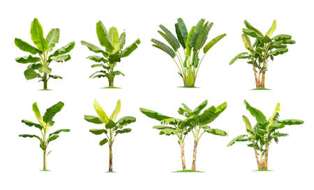 trees Banana. Isolated tree on white background , The collection of banana trees. Tree database Botanical garden organization elements of nature in Thailand,の写真素材