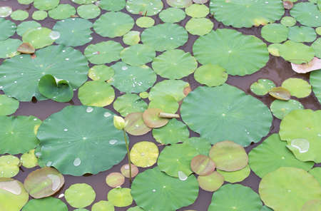 Lotus leaves with drops of water. Oriental garden. Natural exotic background. Dark toning, selective focusの写真素材