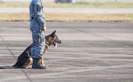 Smart police dog sitting outdoors. Brown German Sheepdog Sitting On Ground. Guard Dog, Police Dogの写真素材