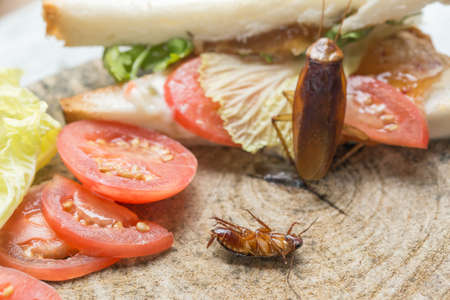 The problem in the house because of cockroaches living in the kitchen.Cockroach eating whole wheat bread on  wood cutting board background. Cockroaches are carriers of the disease.の写真素材
