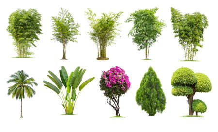 Tako trees Bamboo. Isolated tree on white background , The collection of bamboo trees. Tree database Botanical garden organization elements of nature in Thailand,の写真素材