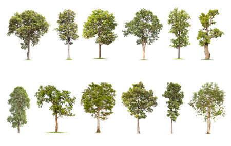 isolated big tree on White Background. The collection of trees. tropical trees isolated used for design, advertising and architectureの写真素材