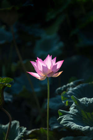 Lotus Flower.Background is the lotus leaf and lotus bud and lotus flower and tree.Shooting location is Yokohama, Kanagawa Prefecture Japan.の写真素材