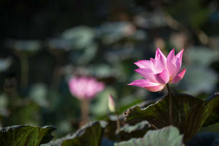 Lotus Flower.Background is the lotus leaf and lotus bud and lotus flower and tree.Shooting location is Yokohama, Kanagawa Prefecture Japan.の写真素材