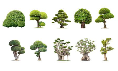 Tako trees bending. Isolated tree on white background , The collection of trees.Tree database Botanical garden organization elements of nature in Thailand,の写真素材