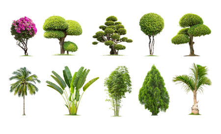 Tako trees bending. Isolated tree on white background , The collection of trees.Tree database Botanical garden organization elements of nature in Thailand,の写真素材