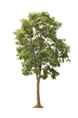 isolated big tree on White Background. tropical trees isolated used for design, advertising and architectureの写真素材