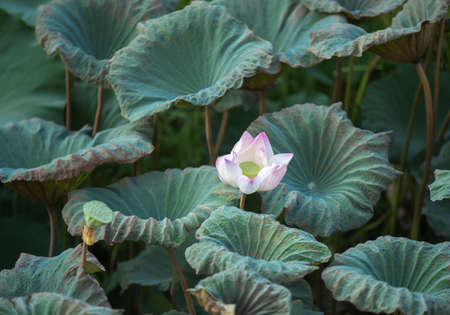 Lotus Flower.Background is the lotus leaf and lotus bud and lotus flower and tree.Shooting location is Yokohama, Kanagawa Prefecture Japan.の写真素材