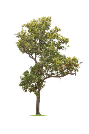 isolated big tree on White Background. tropical trees isolated used for design, advertising and architectureの写真素材