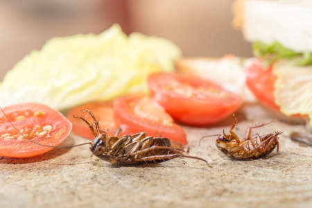 Dead cockroach, The problem in the house because of cockroaches living in the kitchen. Cockroach eating whole wheat bread on  wood cutting board background. Cockroaches are carriers of the disease.の写真素材
