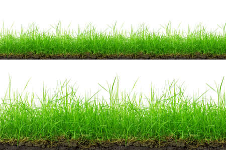 Green Grass Border isolated on white background.The collection of grass.(Manila Grass)The grass is native to Thailand is very popular in the front yard.の写真素材