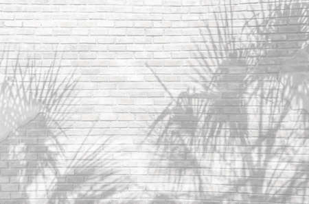 Tropical palm leaves shadows on White brick wall texture background. White cement wall with a shade from palm treesの写真素材