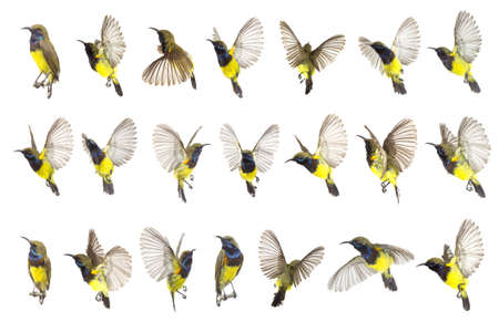 Beautiful flying Bird (Olive-backed Sunbird) isolate on White Background. The Collection Birdsの写真素材