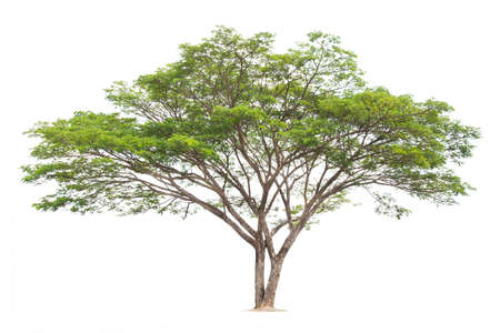 Samanea saman, Rain tree, isolated on White Background. tropical trees isolated used for design, advertising and architectureの写真素材